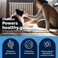 thumbnail image 4 of Vetnique Glandex Daily Prebiotic & Probiotic for Dogs, Gut & Immune Support Chews, 30ct, 4 of 13