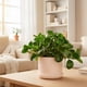 thumbnail image 2 of planta peperomia verde 5", 2 of 5
