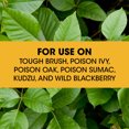 thumbnail image 5 of Roundup Concentrate Poison Ivy Plus Tough Brush Killer, 32 oz., 5 of 13