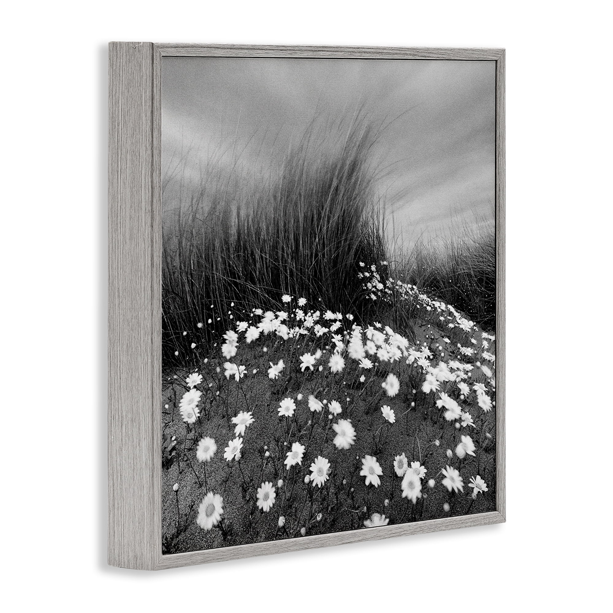 Stupell Industries Sand Daisies on Hill Landscape Photography Gray Framed Art Print Wall Art, 24 x 24