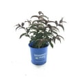 thumbnail image 2 of Bloomin Easy 2 gal Diervilla Nightglow Live Shrubs, 2 of 3