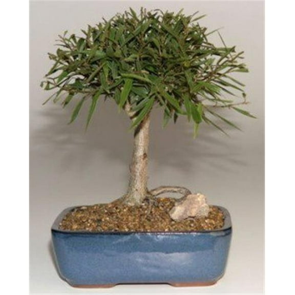 Willow Leaf Ficus Bonsai Tree - Complete Starter Kit