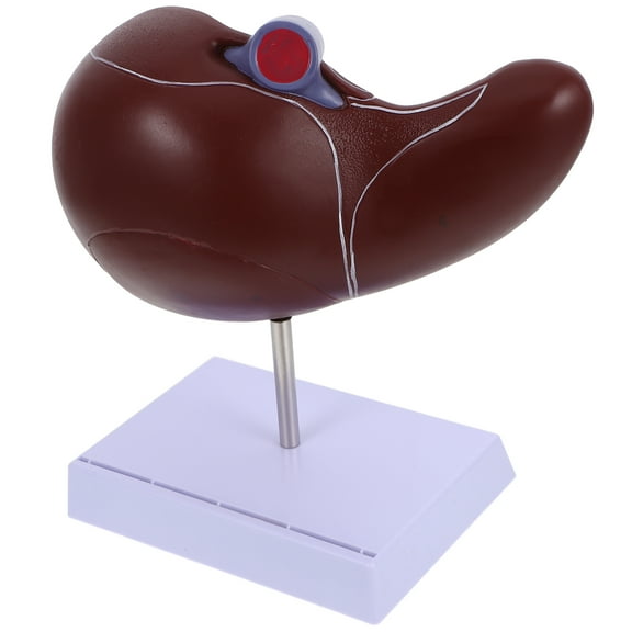 Body Model of Liver for School Education and Training, Detailed Human Anatomy