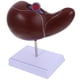 thumbnail image 3 of Modelo anatómico de hígado Modelo de hígado para enseñanza médica Modelo de exhibición con base, 3 of 6