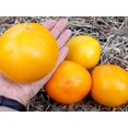 thumbnail image 4 of HJADGG Seeds Tomato Lemon Giant Vegetable Heirloom Non-GMO, 4 of 8