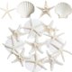 thumbnail image 1 of Crafting Shells JQAQJU con forma de estrella de mar y vieira, 3-4 pulgadas, 12 unidades, 1 of 8