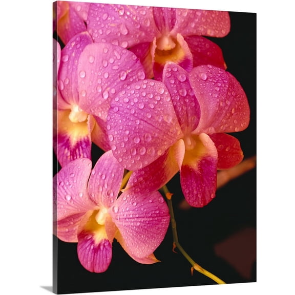 Great BIG Canvas | "Close-Up Of Purple Vanda Orchid Flowers On Plant, Dew Water Droplets" Canvas Wall Art - 18x24