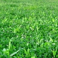 thumbnail image 4 of Whitetail Institute Imperial Fusion Perennial Deer Food Plot Seed, 9.25 Pounds, 4 of 4