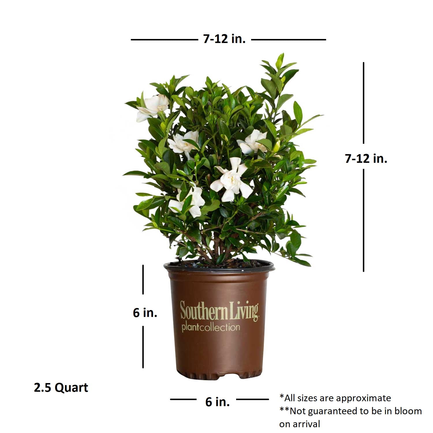 Southern Living Jubilation Gardenia Live Shrub in 2.5-Quart Grower Pot