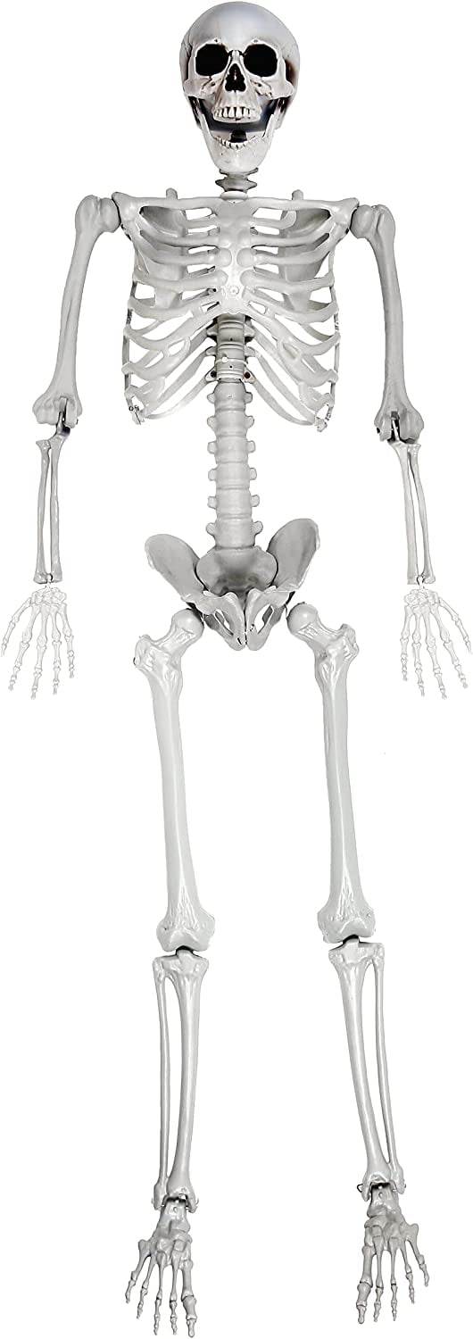 5.4ft/165cm Full Size Halloween Skeleton - Realistic Design Human ...