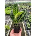 thumbnail image 5 of Maranta 'Lemon Lime', 6" Pot, Indoor Houseplant, Easy Care, Live Plant for Indoor & Outdoor, 5 of 6