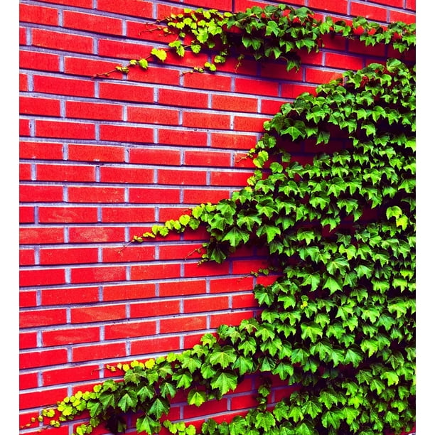 50 Boston Ivy Seeds for Planting Easy to Grow Ivy Vine Ships from