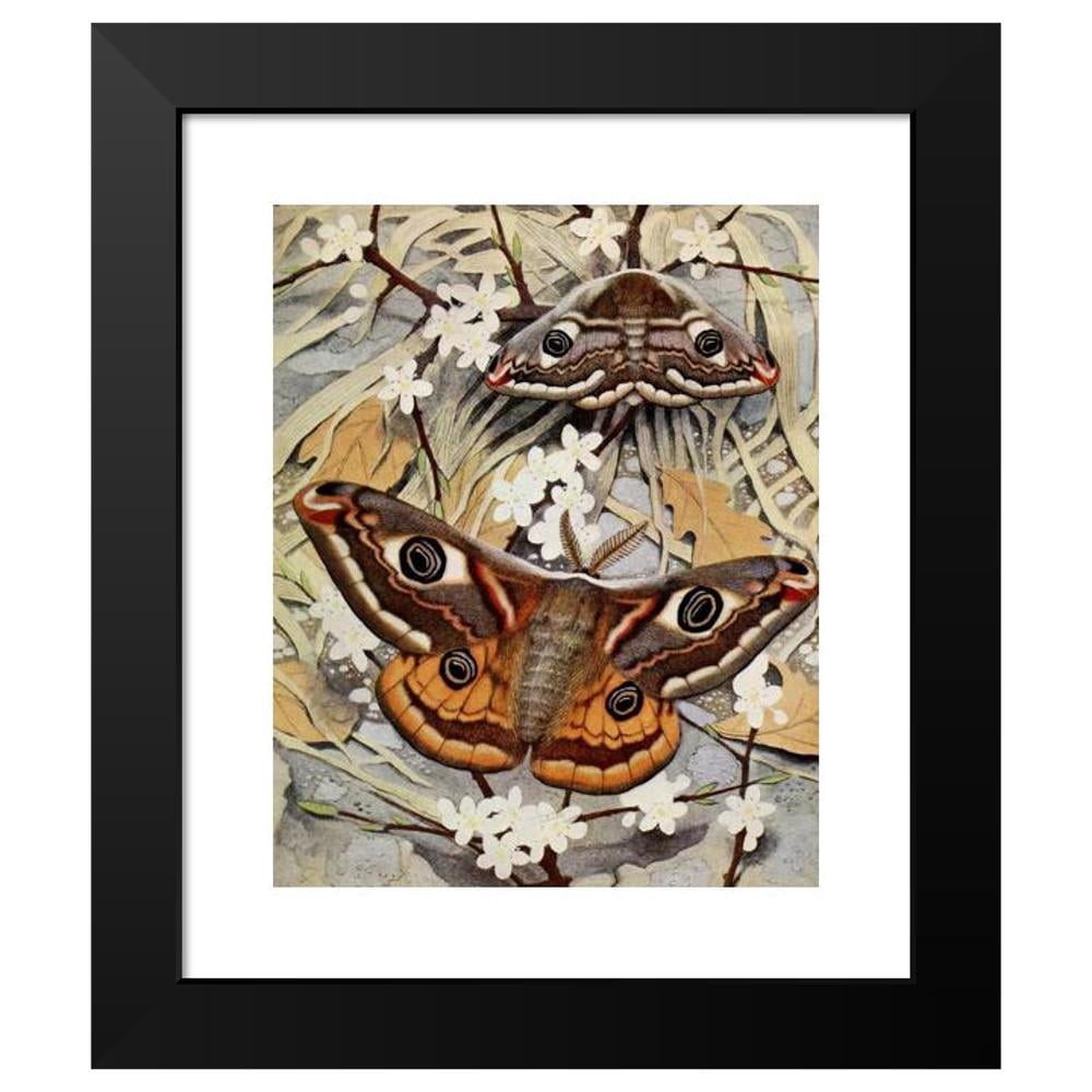 Paul-Andre Robert 20x24 Black Modern Framed Museum Art Print Titled - Le Petit-Paon De Nuit (1934)