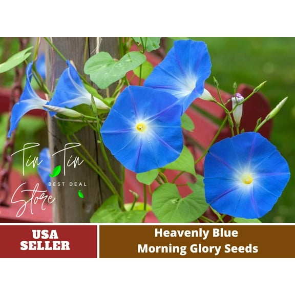 30  Rare Seeds-Heavenly Blue Morning Glory Seeds #F001- Authentic Seeds-Flowers-Seeds-Rose seeds-Herb seeds-Vegetable Seeds-Mix Seeds-B3G1