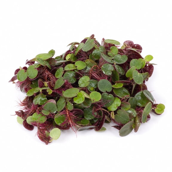 Red Root Floater Phyllanthus Fluitans Live Aquarium Plant 2 Ounce