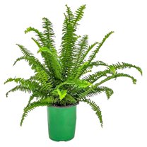 Tropical Plants of Florida 15" to 18" Green Kimberly Queen Fern Houseplant; Partial Sunlight