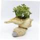thumbnail image 5 of UPGRATOR 1Ud Maceta Para Plantas Forma Concha Material Resina Decorativa Para Casa, 5 of 8
