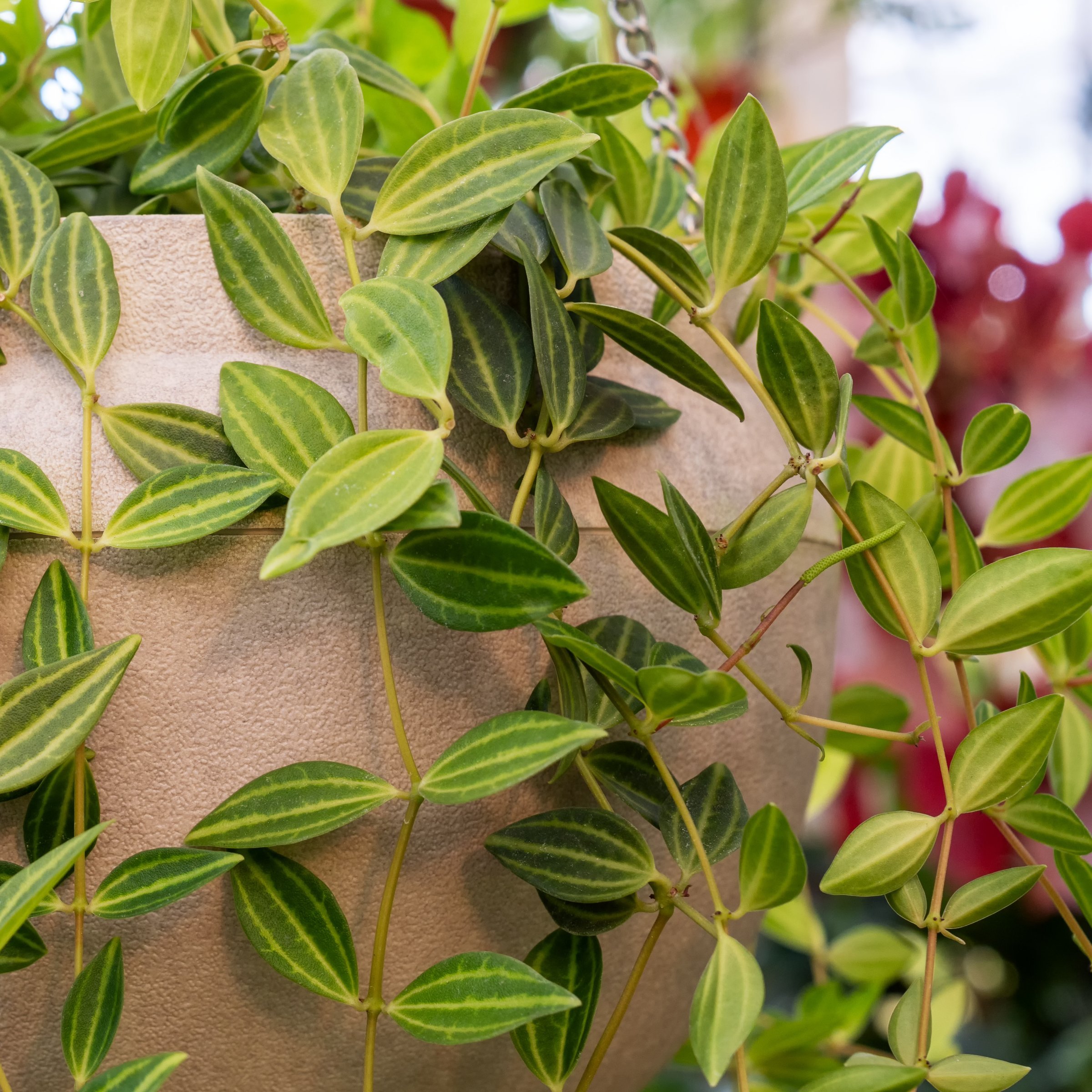 6 in. Peperomia Funky Frog Plant in Grower Container