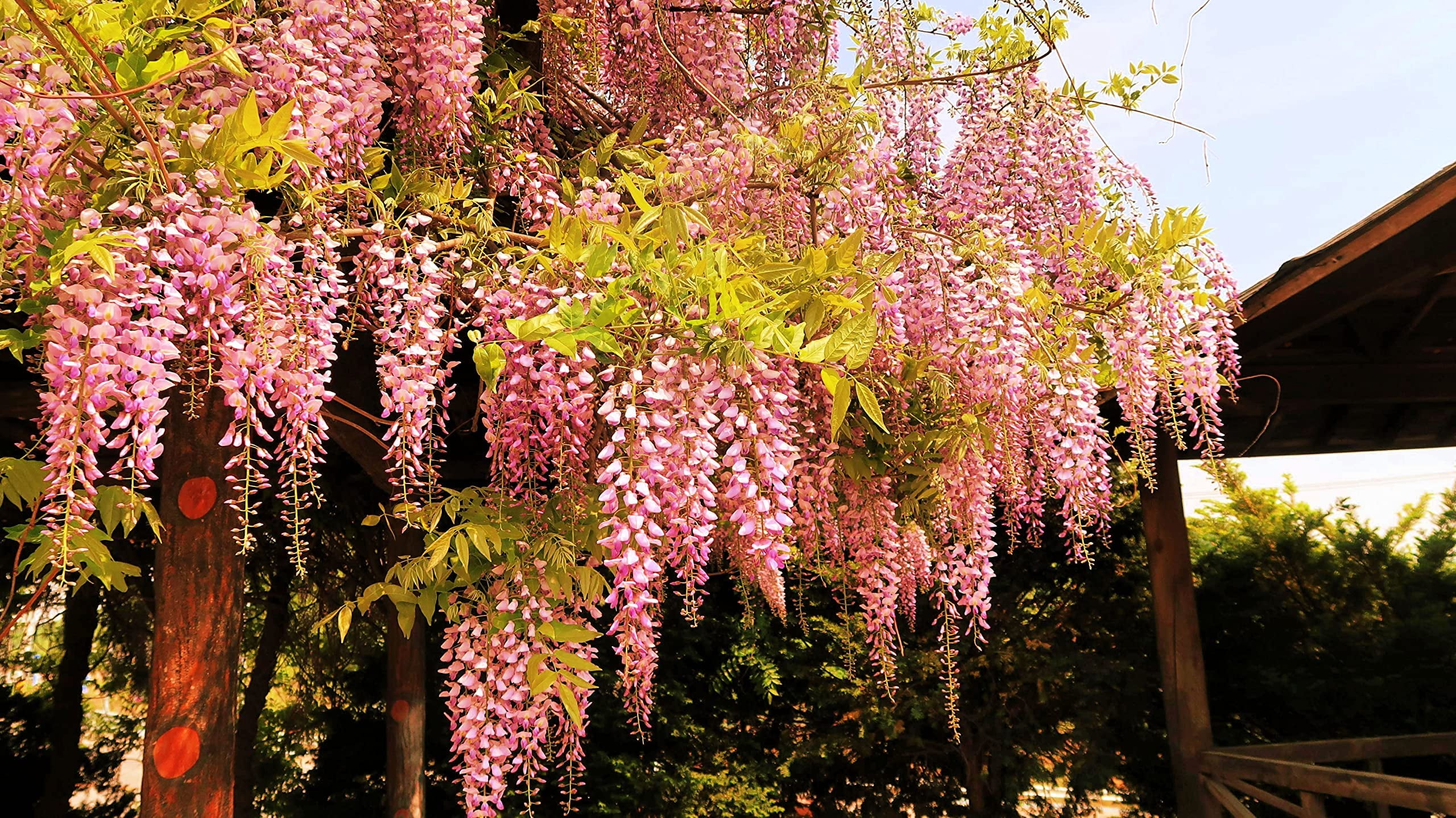 Rare Pink Wisteria Bonsai Tree Seeds, 5 Seeds Highly Prized Japanese