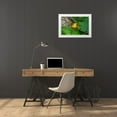 thumbnail image 3 of Ditto, Larry 24x17 White Modern Wood Framed Museum Art Print Titled - Prothonotary Warbler-Prothonotary citrea-flying, 3 of 4