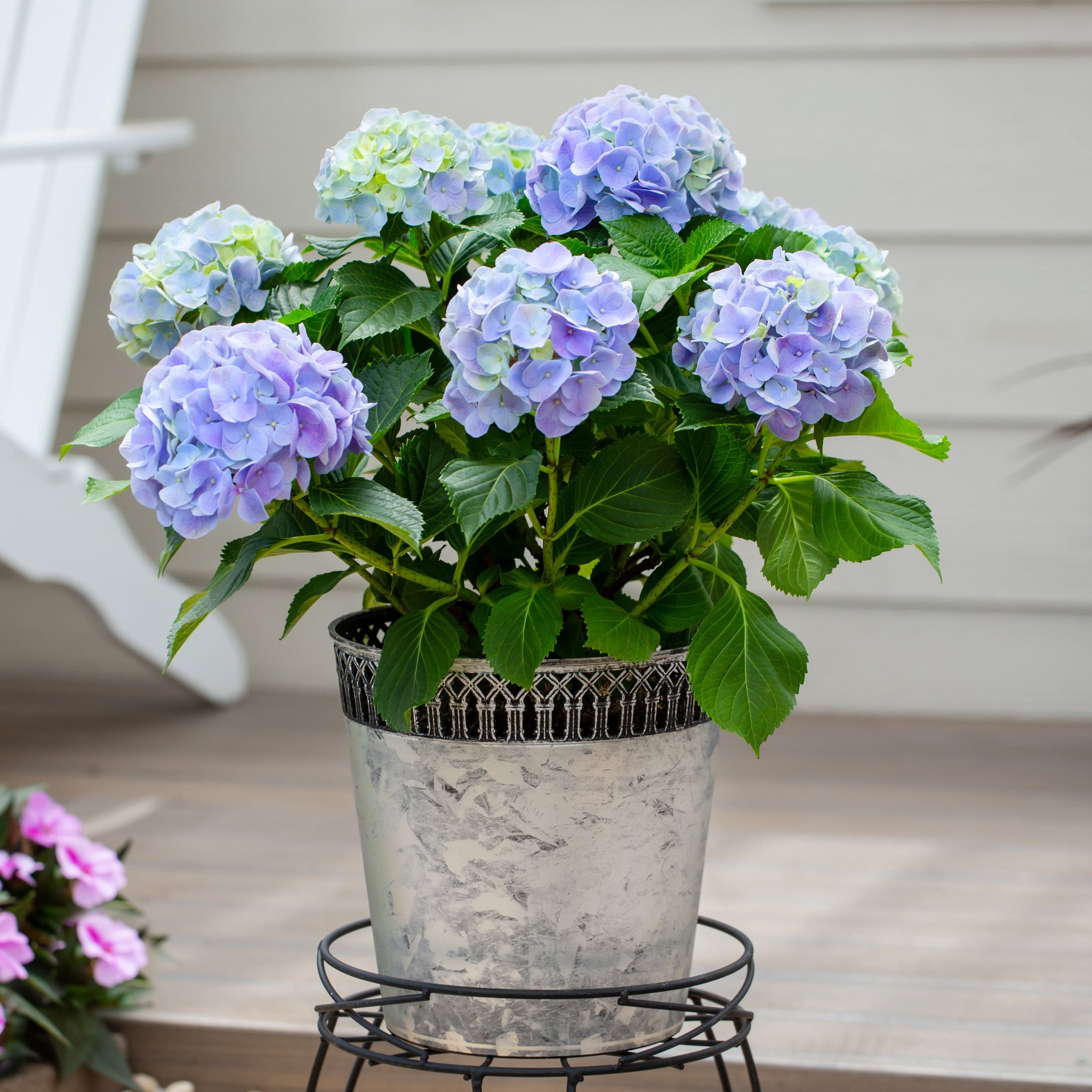 Expert Gardener 1.25gal Blue Hydrangea Live Shrub Plant