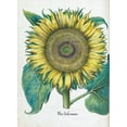 thumbnail image 2 of Besler, Basilius 19x24 Gold Ornate Wood Framed with Double Matting Museum Art Print Titled - Sunflower, 2 of 4