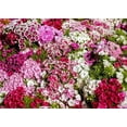 thumbnail image 3 of ABPHQTO 150x220 cm Telón de fondo del día de San Valentín Flores florecientes Hojas verdes Naturaleza Romántica Papel tapiz abstracto Fondo de fotografía Niños Adultos Foto Stu, 3 of 3