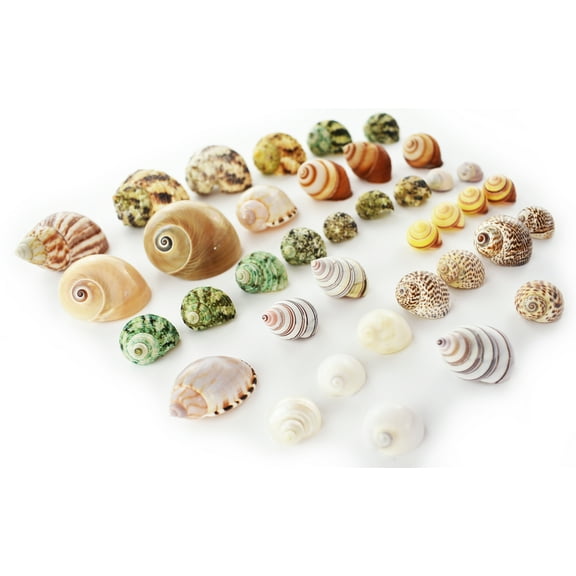 35 Hermit Crab Shells Assorted Changing Seashells SMALL 1/2"-2" Size (opening size 1/4" - 1") Beautiful