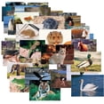 thumbnail image 1 of STAGES LEARNING MATERIALS Méga PACK d'Animaux et d'Insectes 48e, 1 of 1