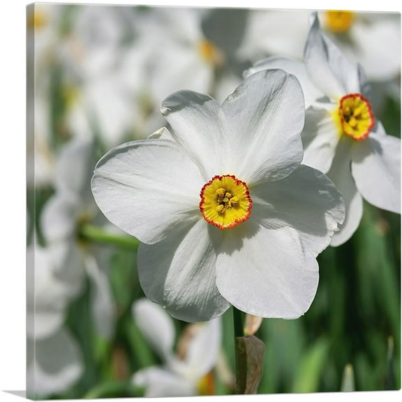 ARTCANVAS White Daffodil Flower Home decor Canvas Art Print - Size: 18" x 18" (0.75" Deep)