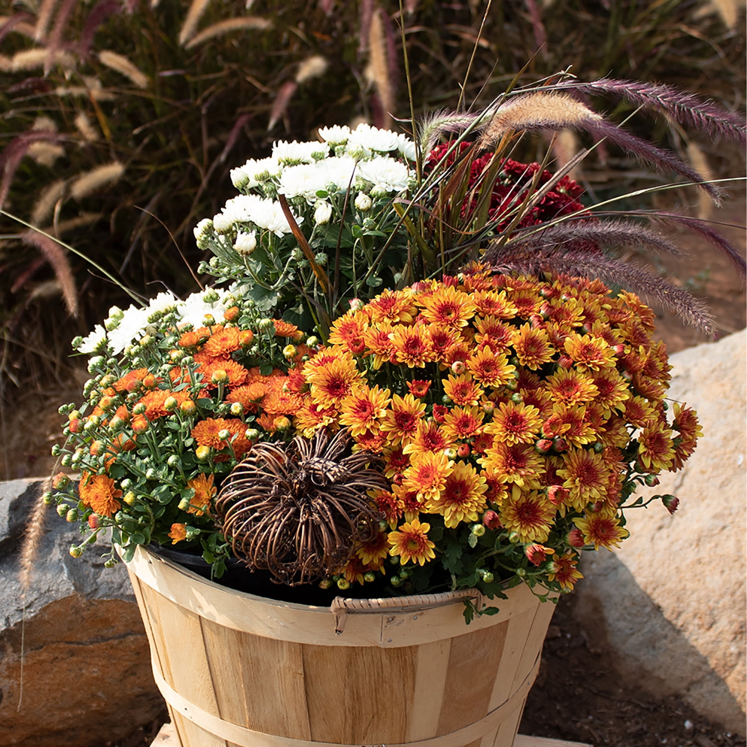 Expert Gardener 3.0QT Orange Mum Live Plant in Grower Pot Full Sun