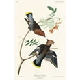 thumbnail image 2 of Audubon, John James 13x18 Black Ornate Wood Framed with Double Matting Museum Art Print Titled - Bohemian Chatterer, 2 of 4