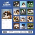 thumbnail image 2 of Saint Bernards 2025 Square Wall Calendar, 2 of 3