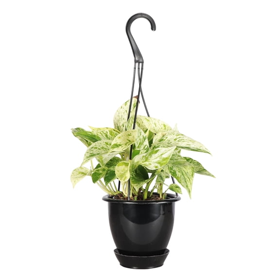 Live Marble Queen Pothos Plant - 4" Hanging Pot - Black