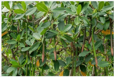 Red Mangrove (Rhizophora mangle) – Live Plant for Aquariums, Paludariums, Brackish & Saltwater Tanks
