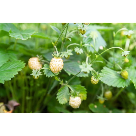 20 ' PINEAPPLE CRUSH ' STRAWBERRY Everbearing Fragaria Vesca Alpine White Yellow Berry Seeds