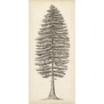 thumbnail image 3 of Wang, Melissa 13x24 Black Modern Framed Museum Art Print Titled - Pacific Northwest Tree Sketch II, 3 of 5