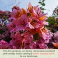 thumbnail image 2 of 3 Texas Sunrise Bougainvillea, Live Plants – Thriving in 2.5” Nursery Cubes – Brilliant Peach-Pink Blooms, Versatile as a Vine, Shrub, or Patio Plant, 2 of 4