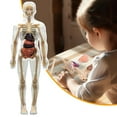 thumbnail image 3 of Teaching Tool 3D Human Torso Model DIY Mannequin Skeleton Model Anatomy, 3 of 8