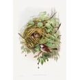 thumbnail image 2 of Gould, John 11x14 White Modern Wood Framed Museum Art Print Titled - Passer Domesticus-House Sparrow, 2 of 4
