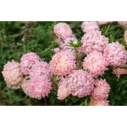 Seedville 30 Duchess Apricot Paeony Aster Plant Seeds