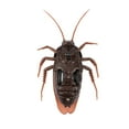 thumbnail image 1 of Juguete de Cucaracha falsa con control remoto, Insectos DiverTidos y Aterradores para Niños, Control Por Infrarrojos, Broma de Halloween, Regalo de NaviDad, 1 of 7