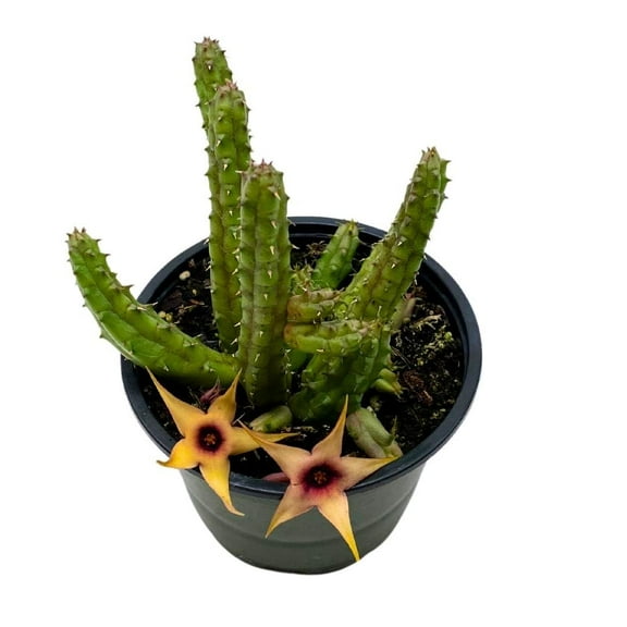 BubbleBlooms Stapelia Procumbens, 4-inch Starfish Cactus Huernia Plant, Easy Care Succulent