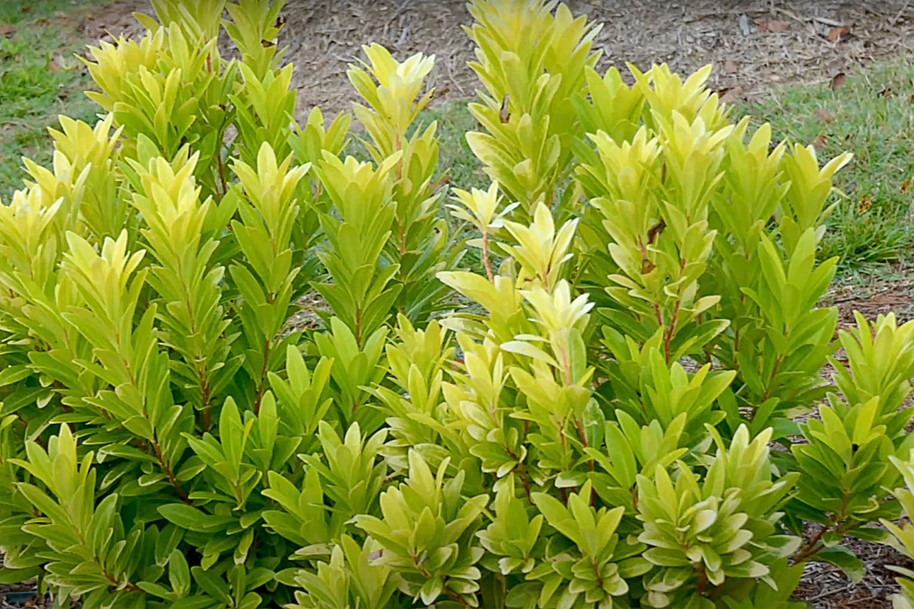 Southern Living Florida Sunshine Illicium 'Anise' Live Shrub in 2-Gallon Grower Pot