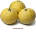 thumbnail image 2 of Bergamot Organic Essential Oil 5 ml (1/6 fl oz) - 100% Pure and Natural by Silky Scents, 2 of 5