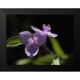 thumbnail image 2 of Bonin, Suzanne 24x19 Black Modern Framed Museum Art Print Titled - Spiderwort, 2 of 5