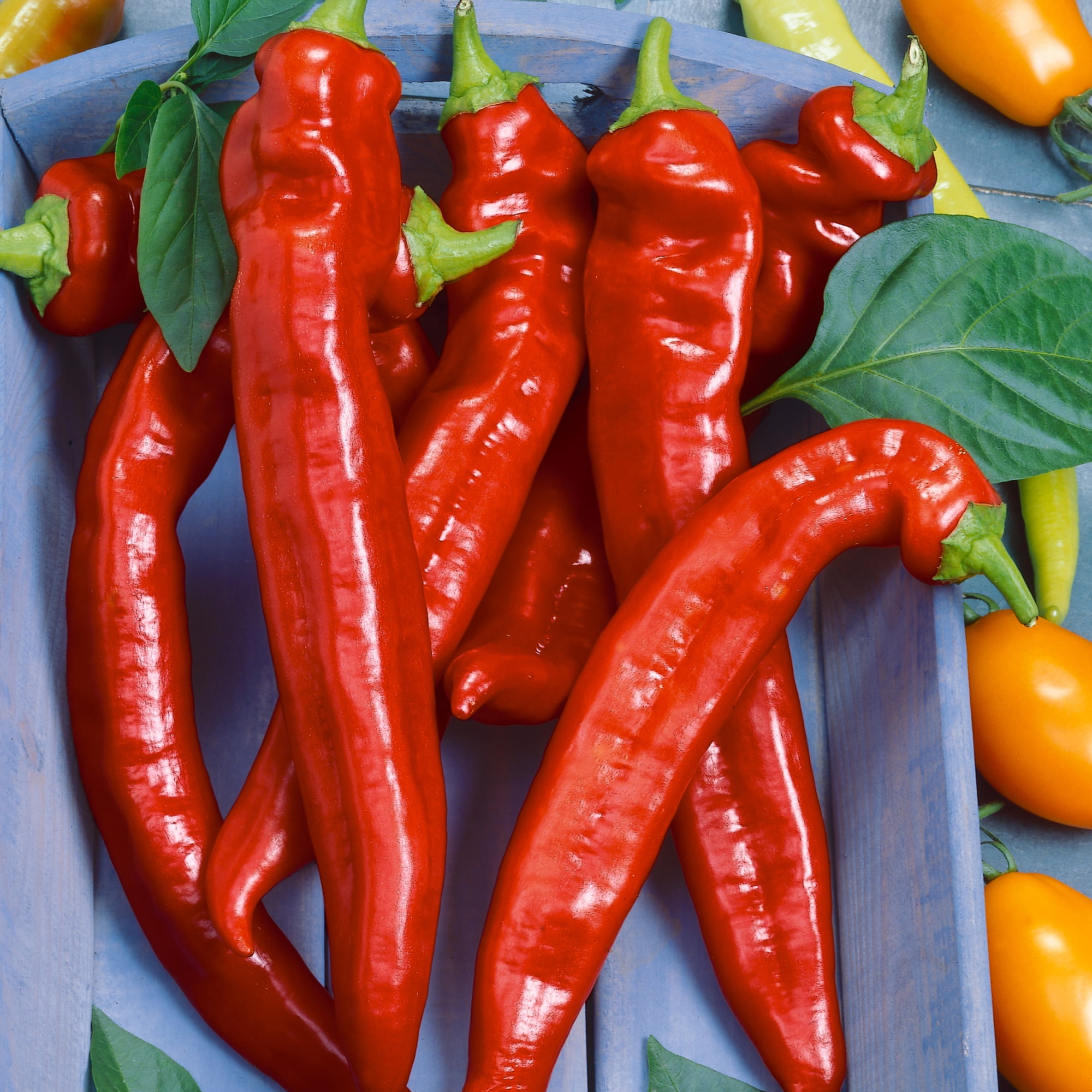 Hot Portugal Hot Pepper Seeds 0.25 Oz 1250 Seeds NonGMO, Heirloom