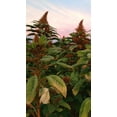 thumbnail image 3 of Plant Good Seed Orange Chinese Giant Amaranth Seeds for Planting, 600 Seeds, Organic Grain Crop, Nutritious, Non-GMO Seeds, 3 of 5