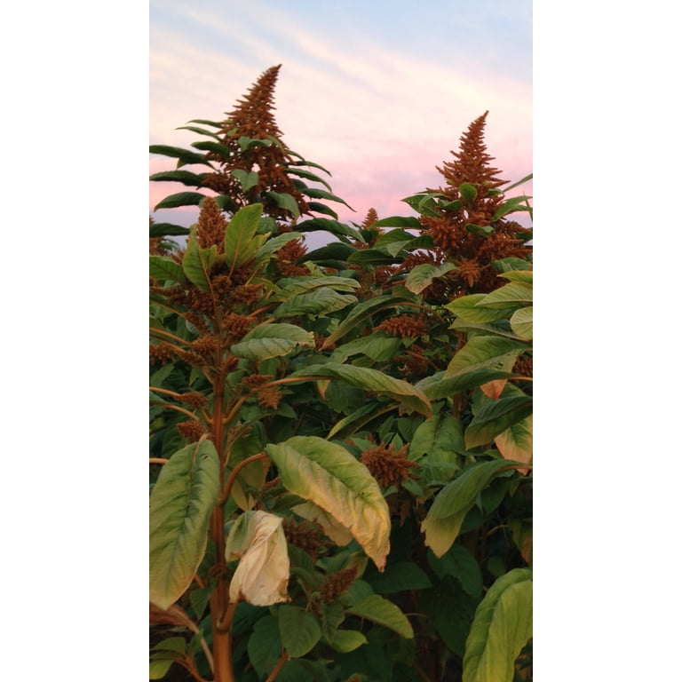 plant food fertilizer Fertilizer for Snake Plant - 8 fl oz main image 0