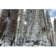 thumbnail image 2 of Sederquist, Betty 32x23 White Modern Wood Framed Museum Art Print Titled - Usa-California Fresh snow on giant sequoias in Calaveras Big Trees State Park near Murphys, 2 of 4